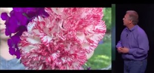 34_41_focus_flower_thumb.jpg