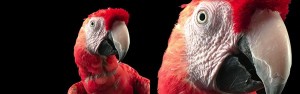 107-iphone6s-camera-zoomup-quality.jpg